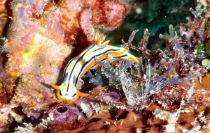 Chromodoris annae
